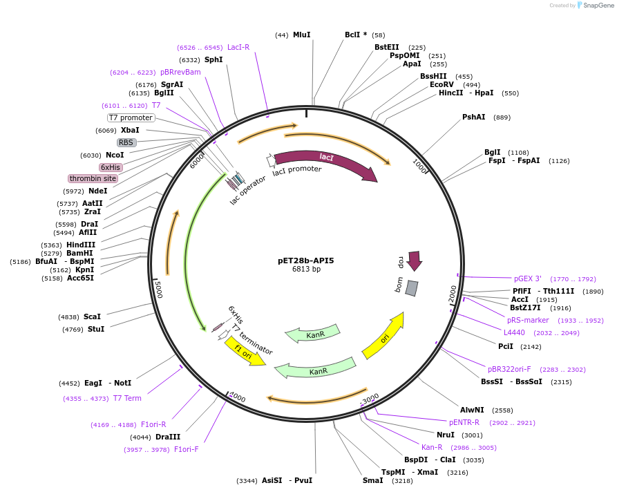157655-plasmid-map-sequence-id-309017
