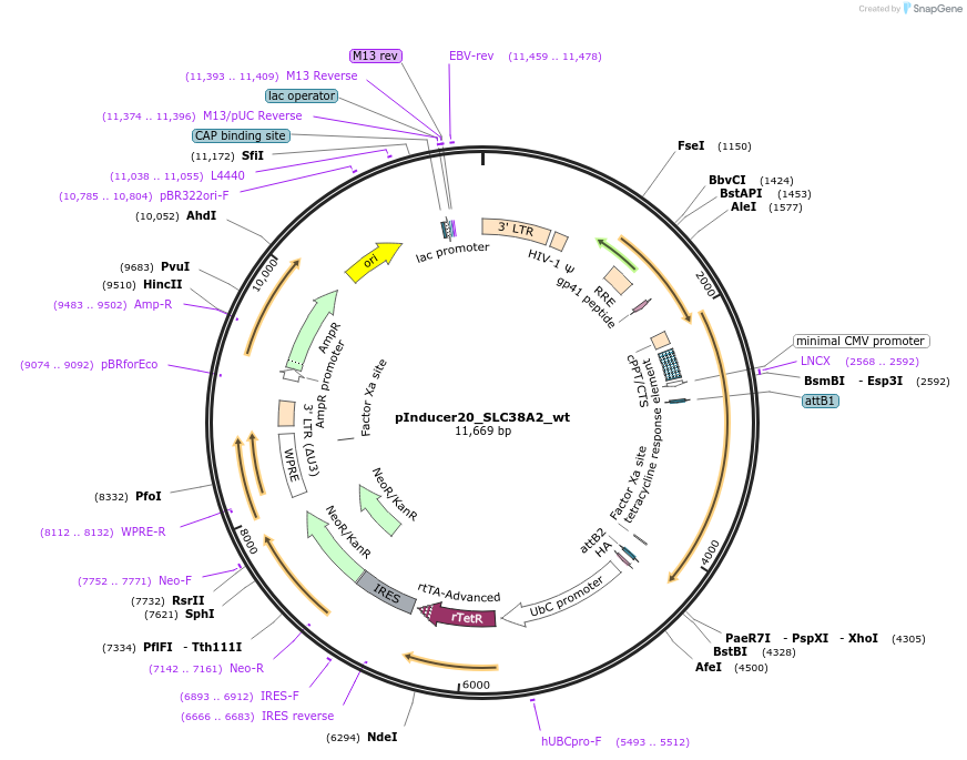 156182-plasmid-map-sequence-id-309019