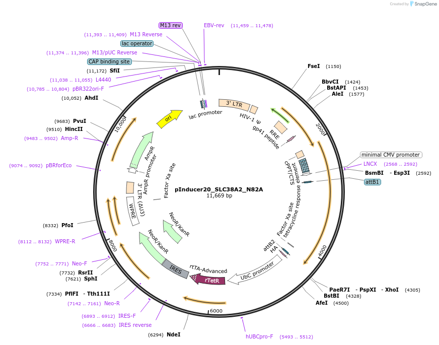 156183-plasmid-map-sequence-id-309020