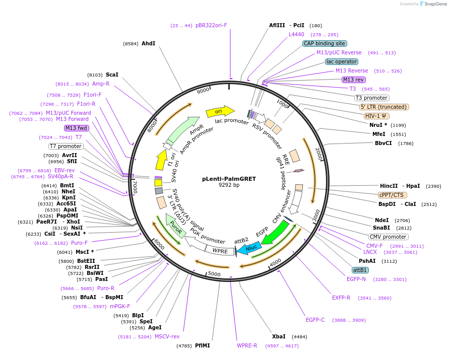 158221-plasmid-map-sequence-id-309022