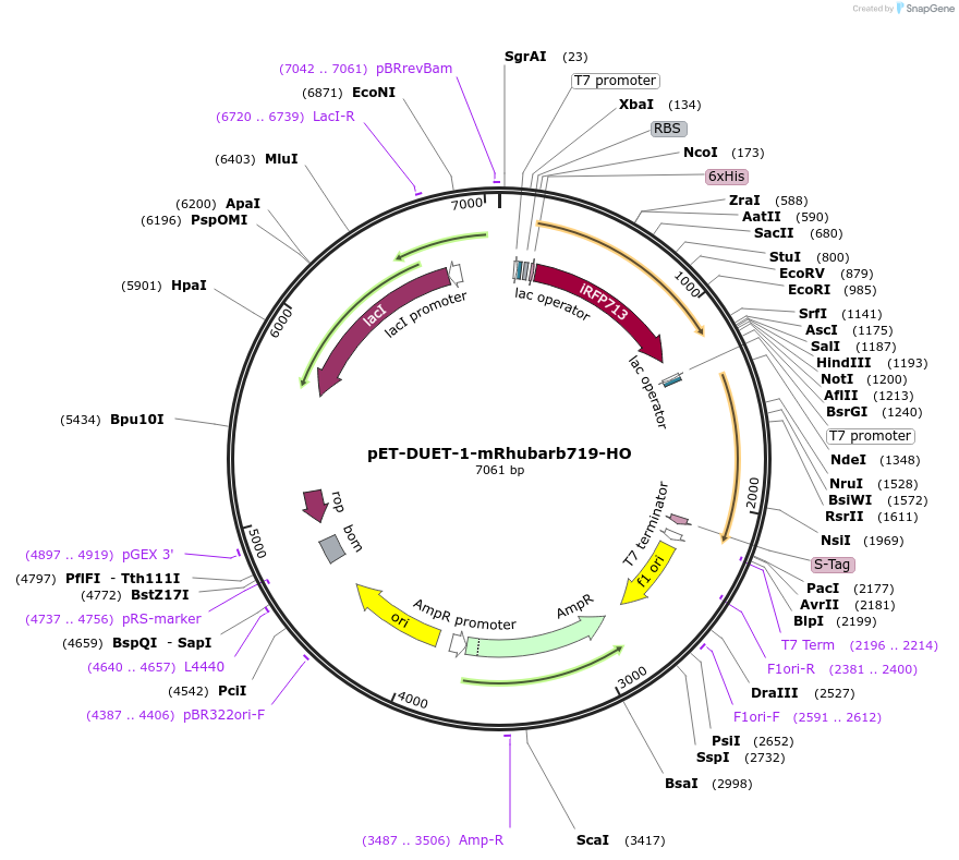 141200-plasmid-map-sequence-id-309033