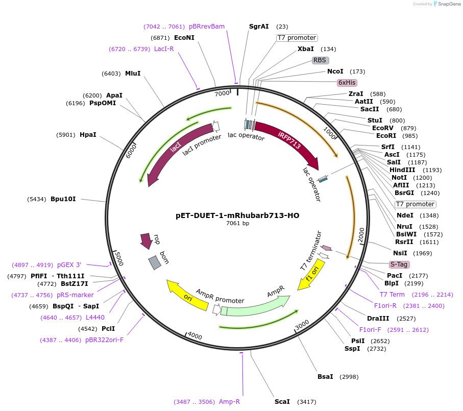 141199-plasmid-map-sequence-id-309034