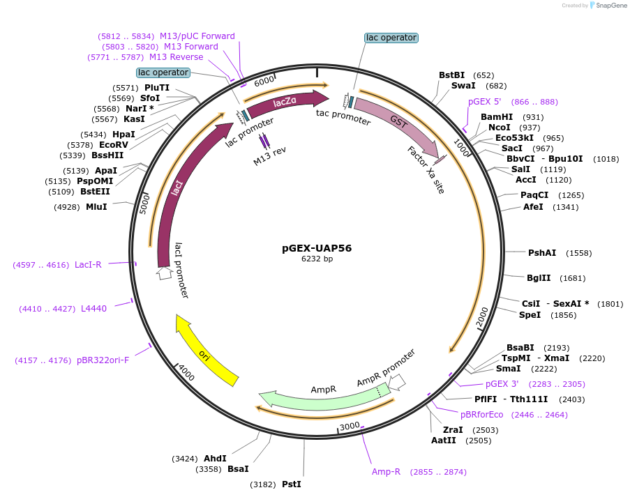 157661-plasmid-map-sequence-id-309038
