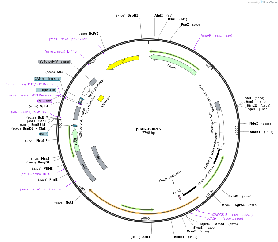 157662-plasmid-map-sequence-id-309044
