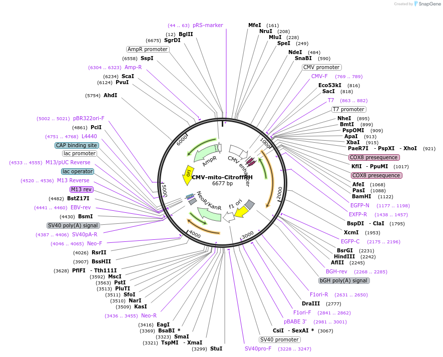 158548-plasmid-map-sequence-id-309045