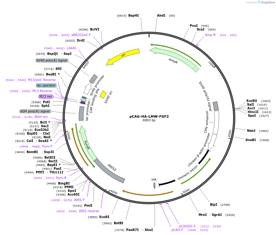 157663-plasmid-map-sequence-id-309047
