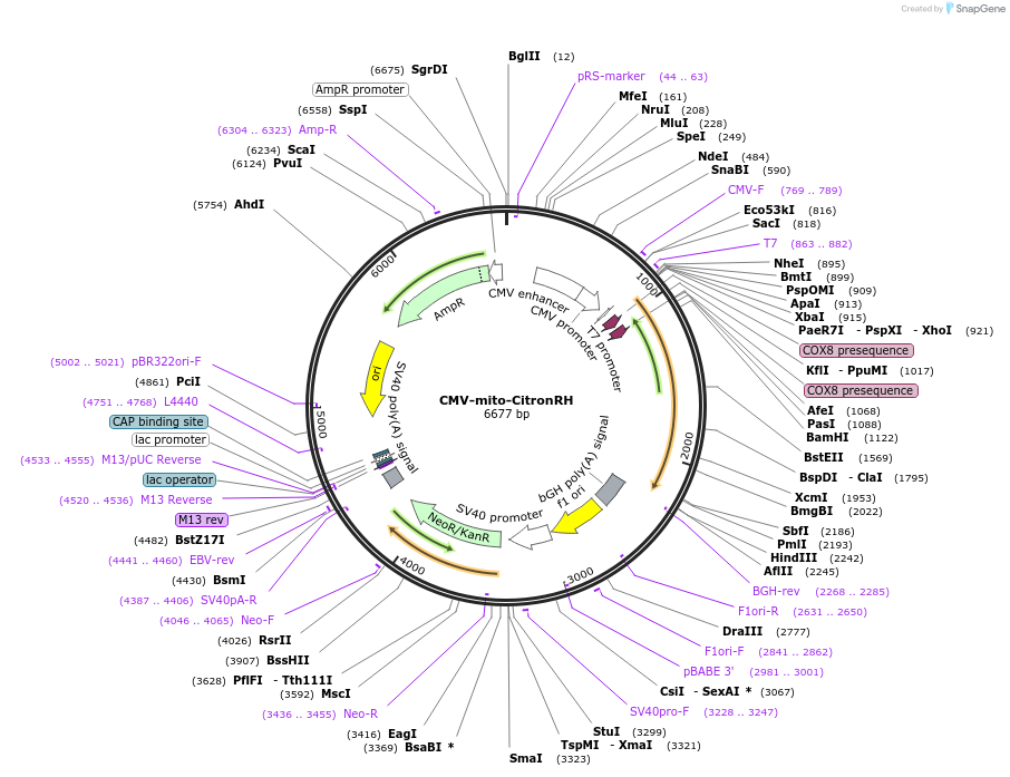 158547-plasmid-map-sequence-id-309048