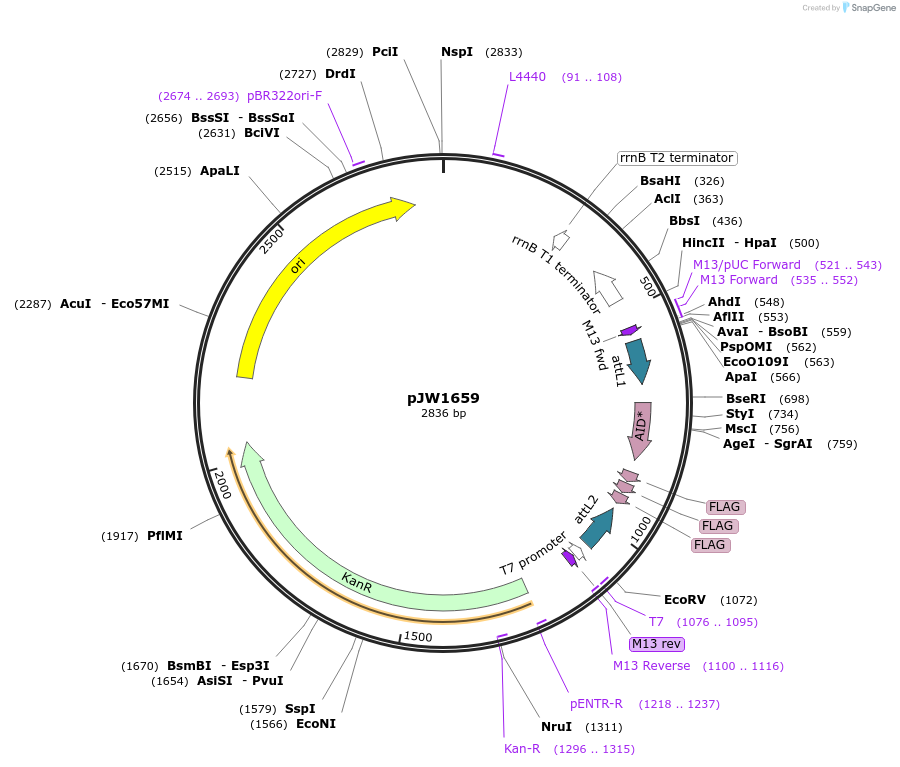 154314-plasmid-map-sequence-id-309093