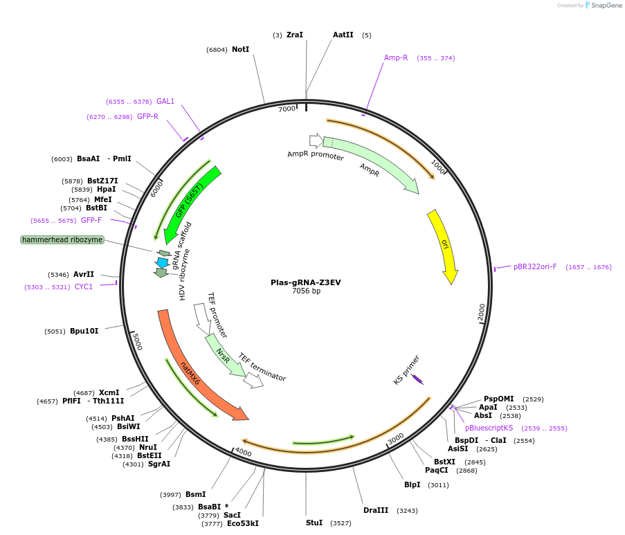 157659-plasmid-map-sequence-id-309102