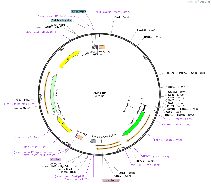 158421-plasmid-map-sequence-id-309103