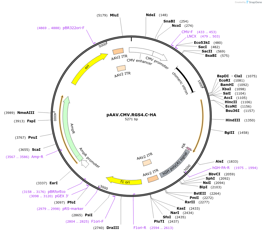 154847-plasmid-map-sequence-id-309119