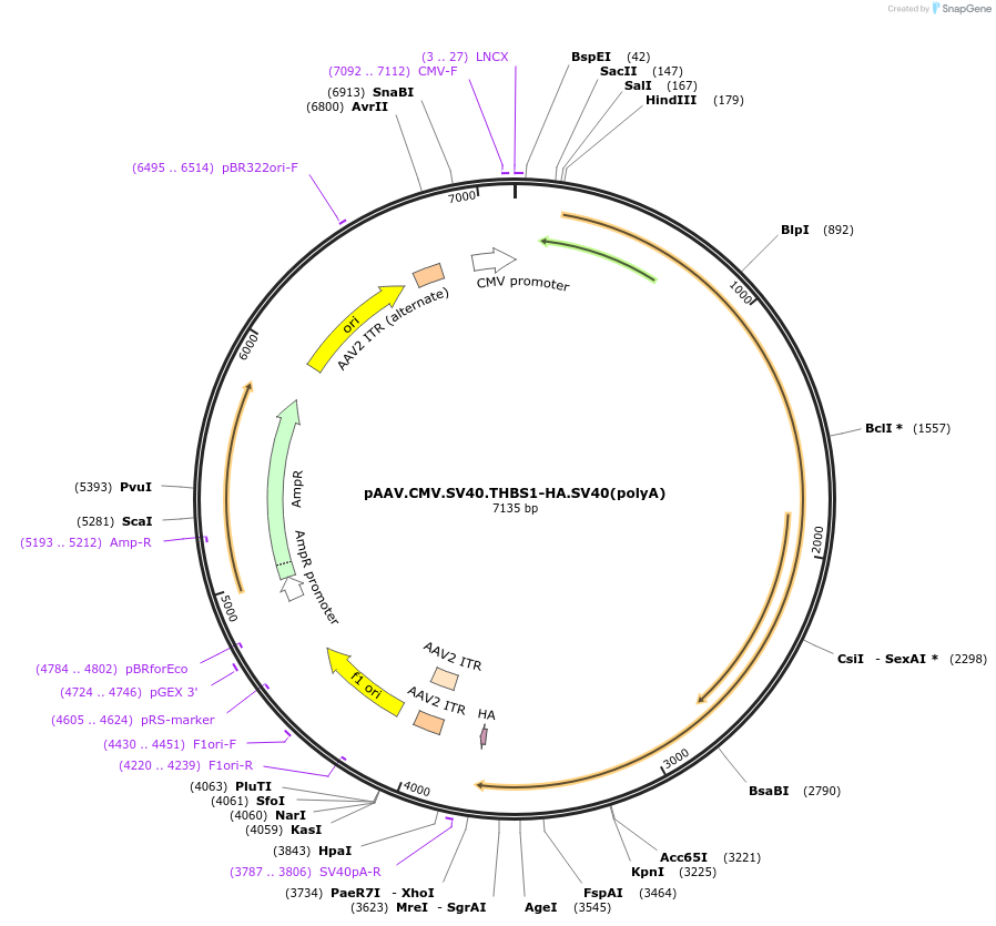 154850-plasmid-map-sequence-id-309122