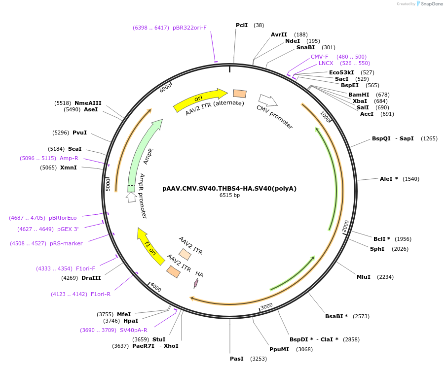 155193-plasmid-map-sequence-id-309123
