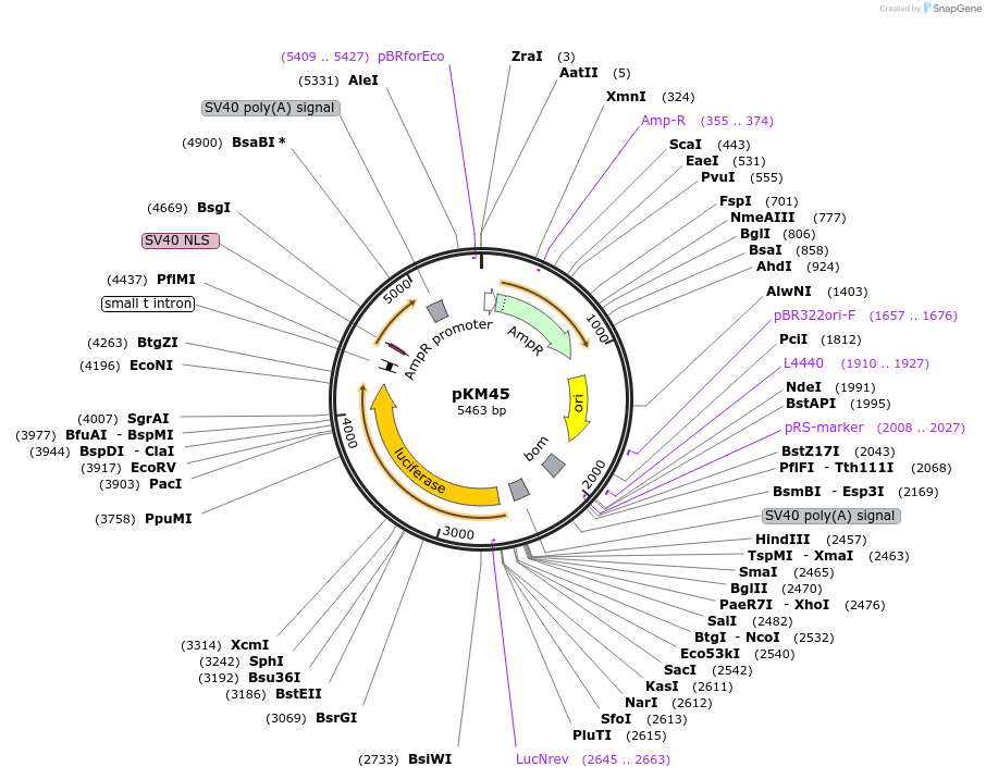 154152-plasmid-map-sequence-id-309130