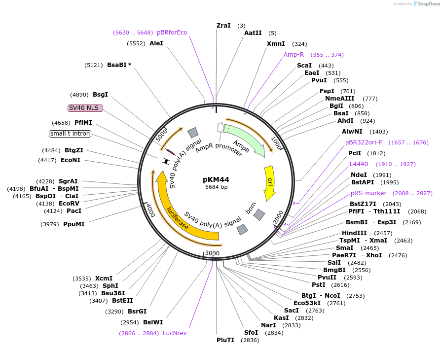 154153-plasmid-map-sequence-id-309250