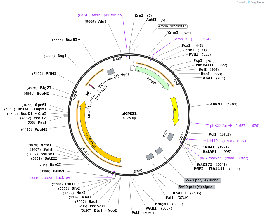 154154-plasmid-map-sequence-id-309306