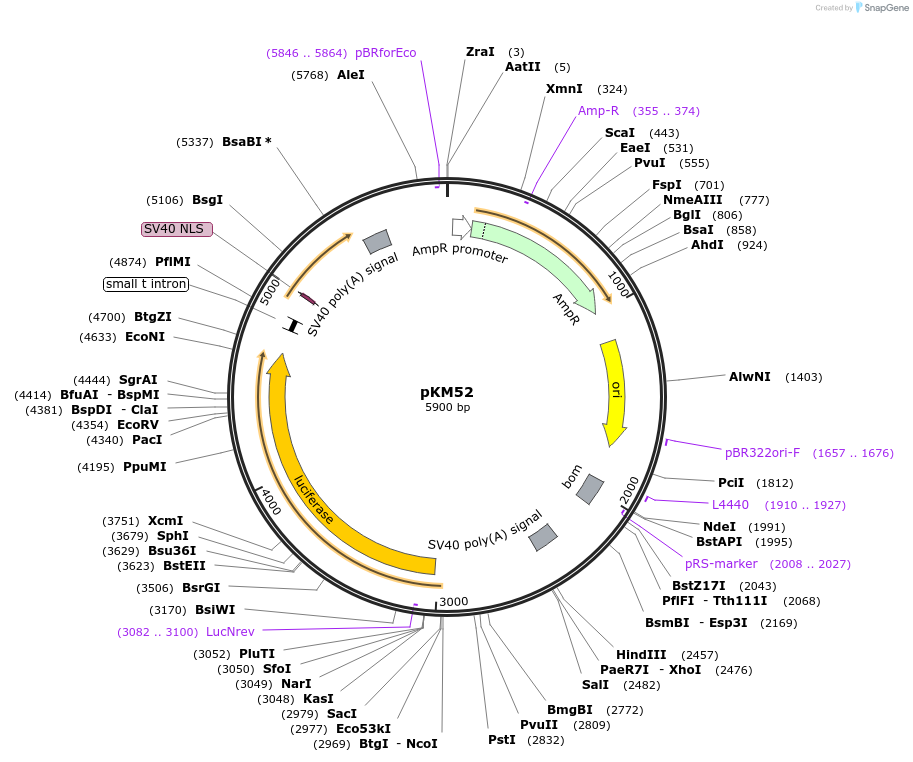 154155-plasmid-map-sequence-id-309312