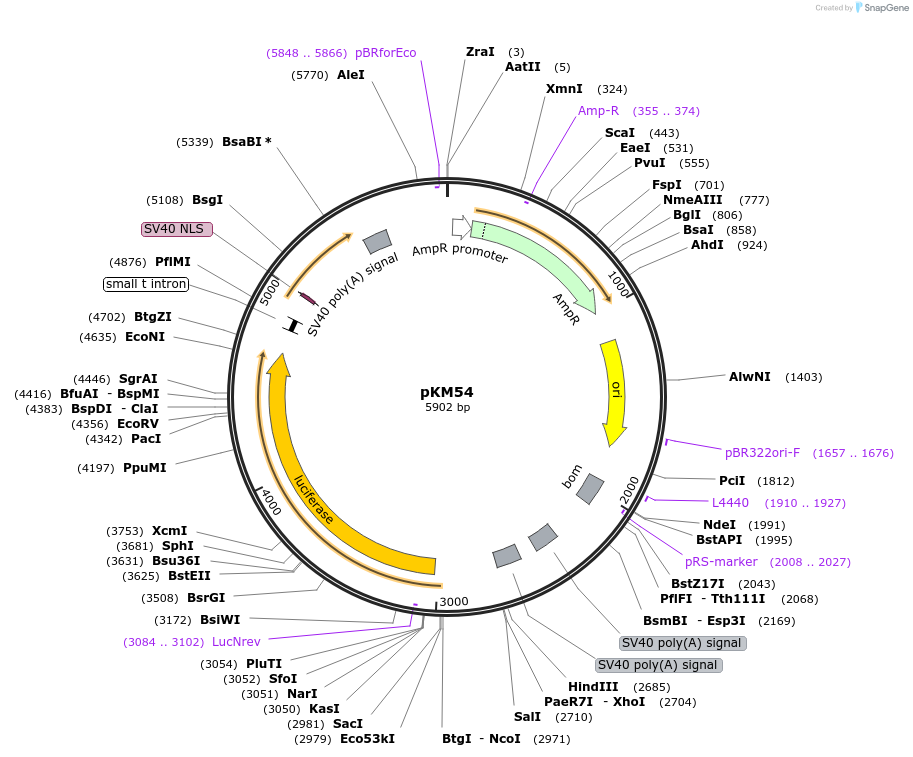 154157-plasmid-map-sequence-id-309314