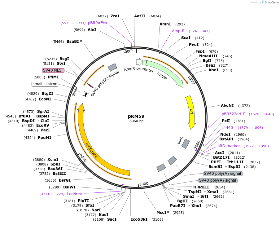 154158-plasmid-map-sequence-id-309332