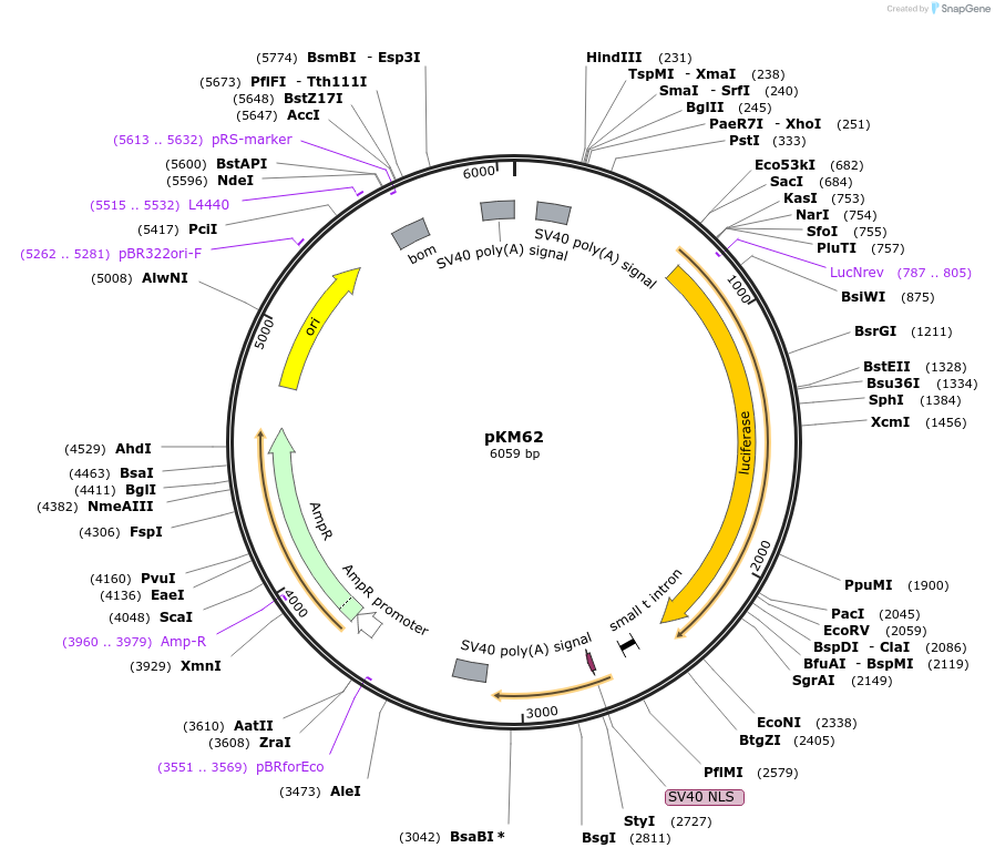 154160-plasmid-map-sequence-id-309343