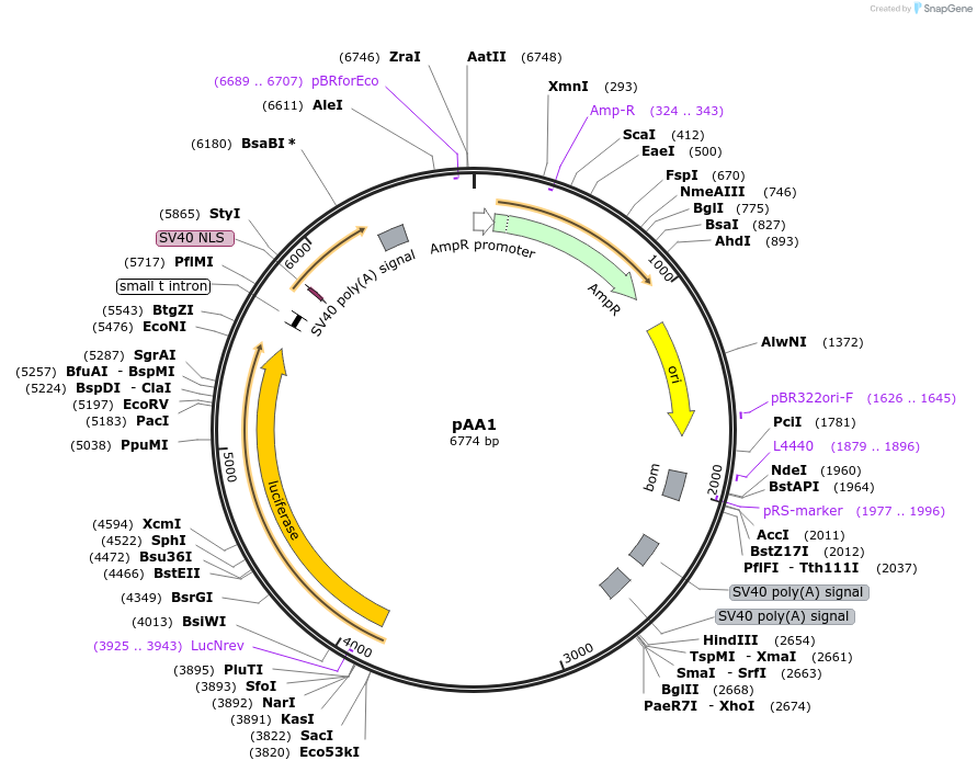154161-plasmid-map-sequence-id-309344