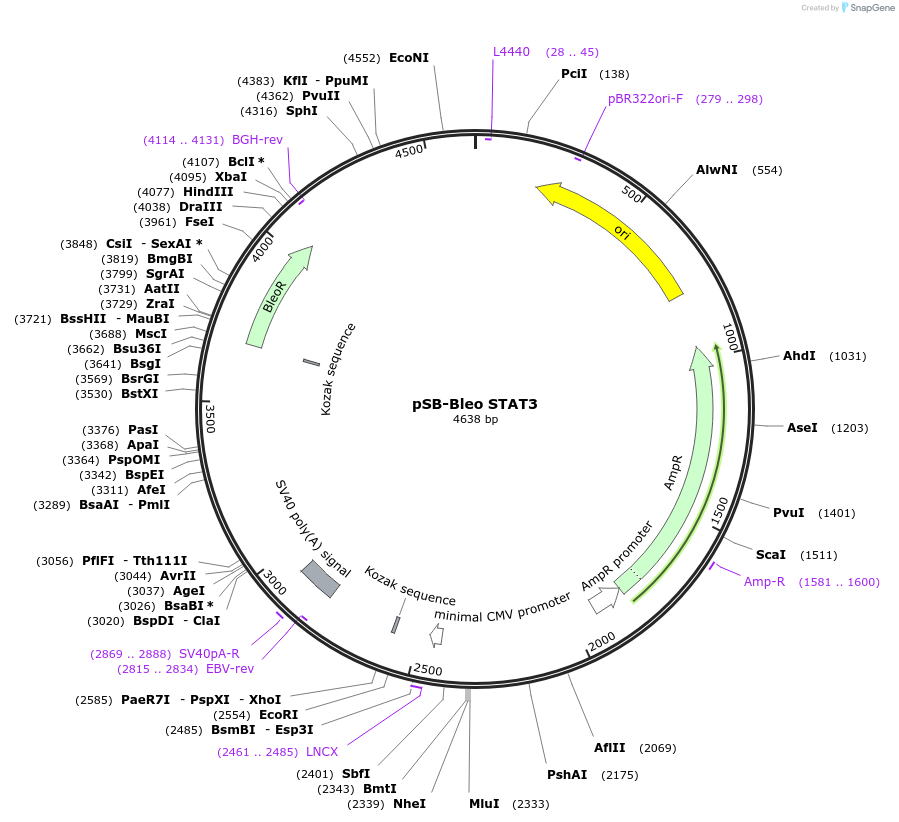 139184-plasmid-map-sequence-id-309370