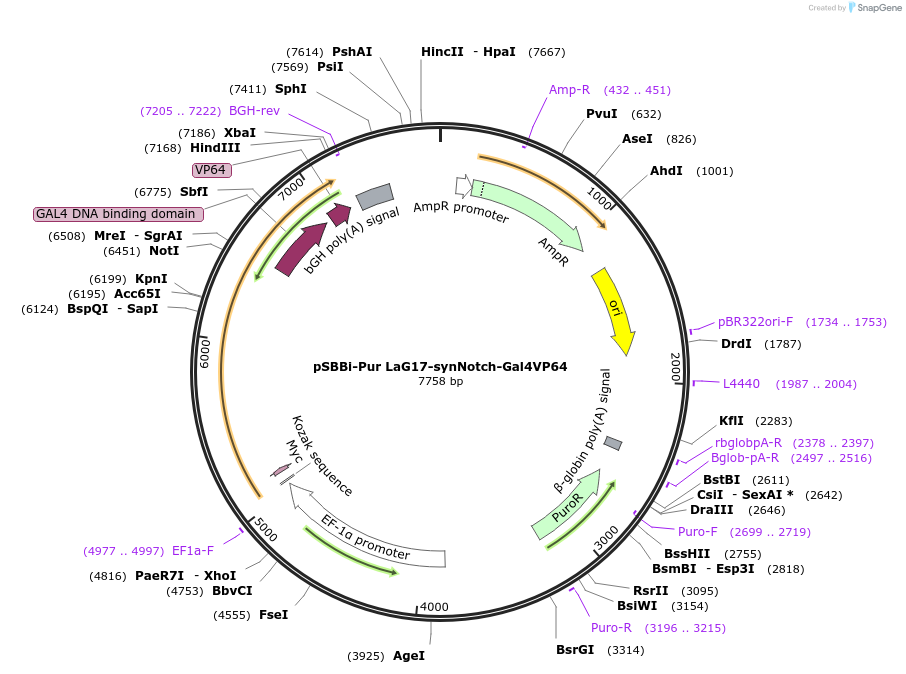 158135-plasmid-map-sequence-id-309380
