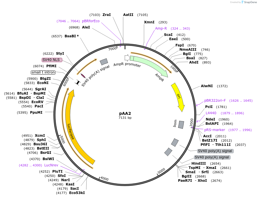 154162-plasmid-map-sequence-id-309382