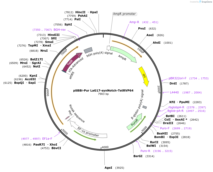 158133-plasmid-map-sequence-id-309383