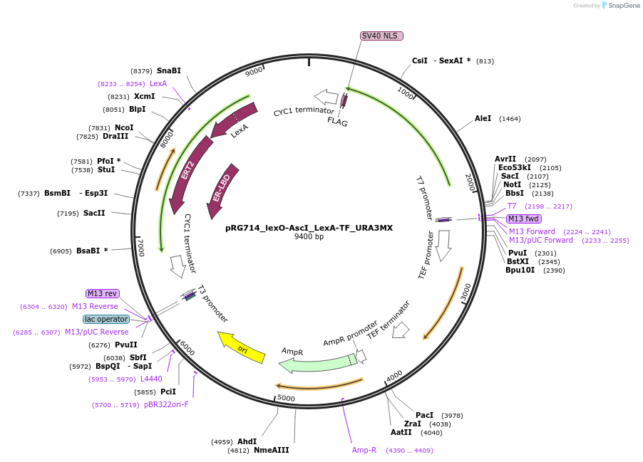 154822-plasmid-map-sequence-id-309387