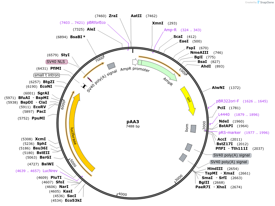 154163-plasmid-map-sequence-id-309398