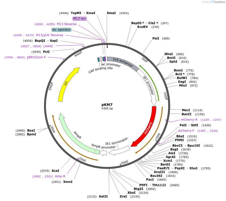 154164-plasmid-map-sequence-id-309401