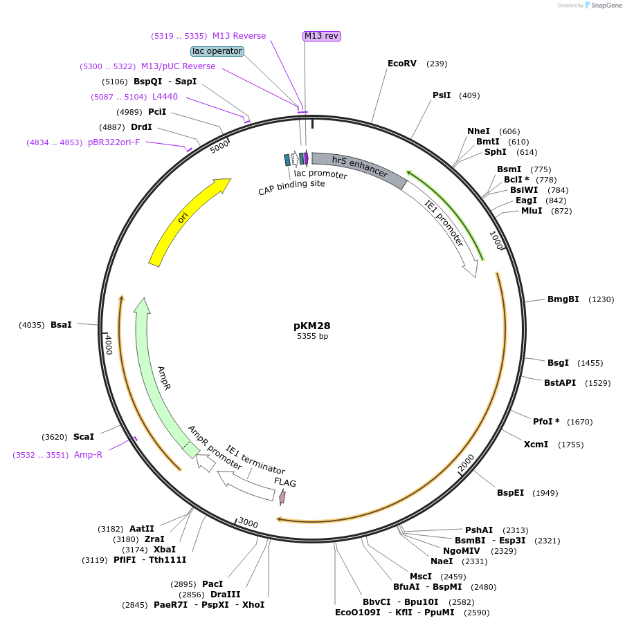 154165-plasmid-map-sequence-id-309403