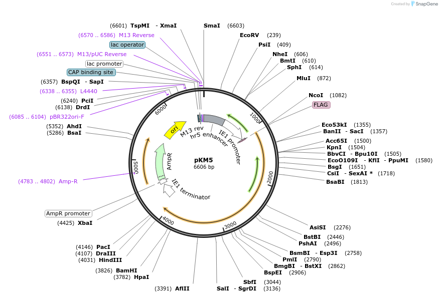 154166-plasmid-map-sequence-id-309405