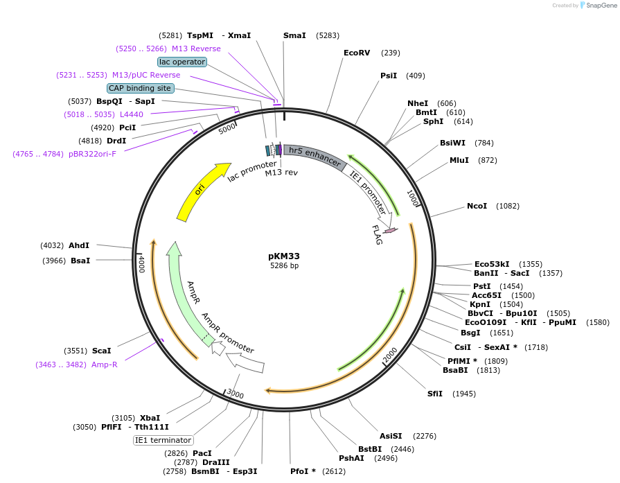 154167-plasmid-map-sequence-id-309408