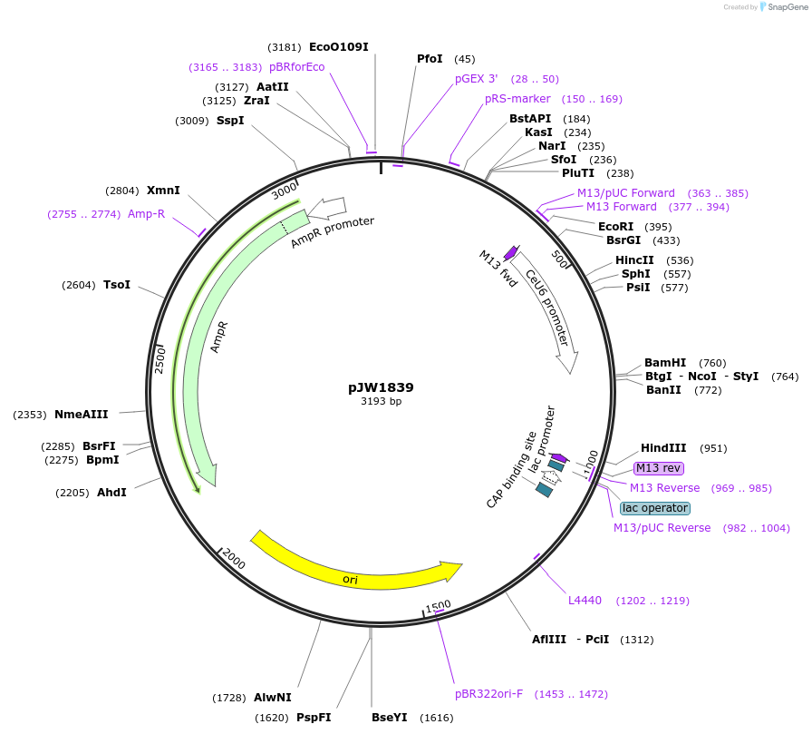 154325-plasmid-map-sequence-id-309413