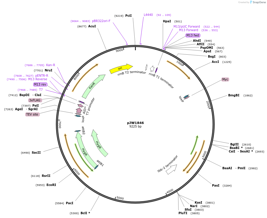 154326-plasmid-map-sequence-id-309414