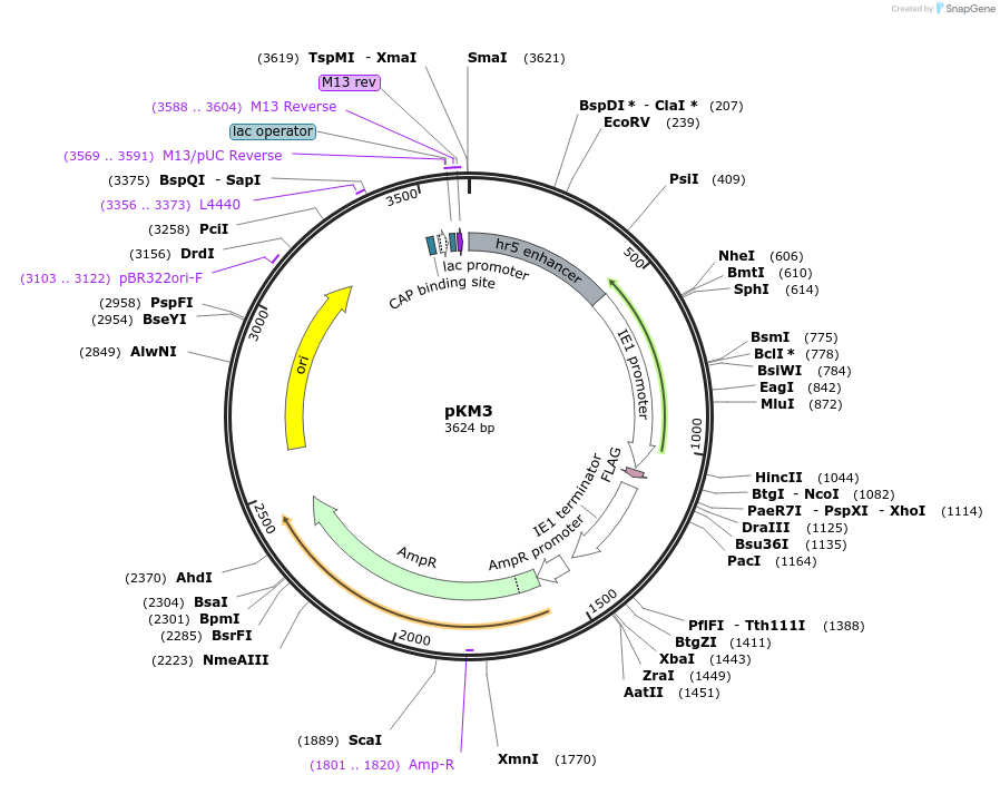 154168-plasmid-map-sequence-id-309416