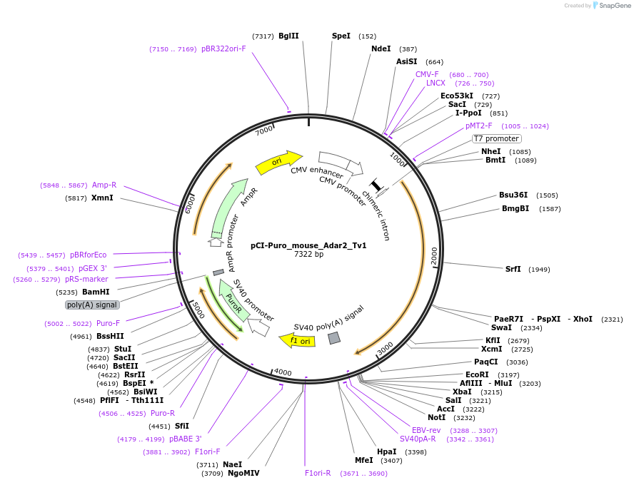 158111-plasmid-map-sequence-id-309423