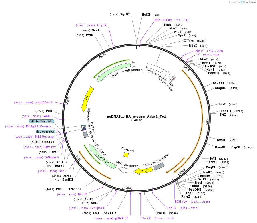 158110-plasmid-map-sequence-id-309424