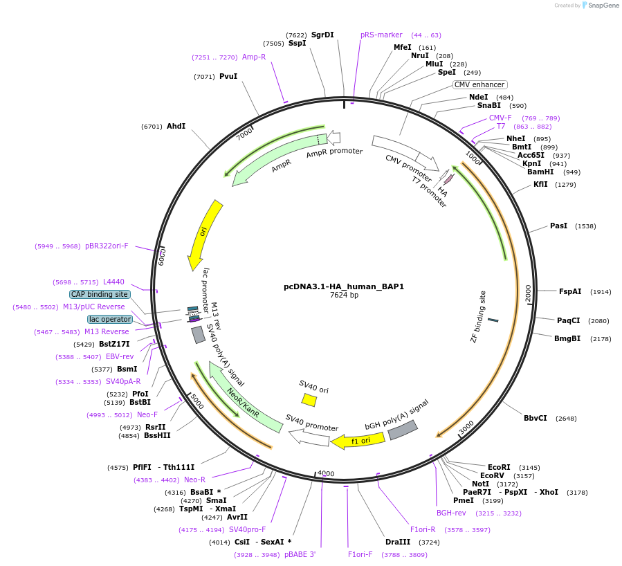 158109-plasmid-map-sequence-id-309425