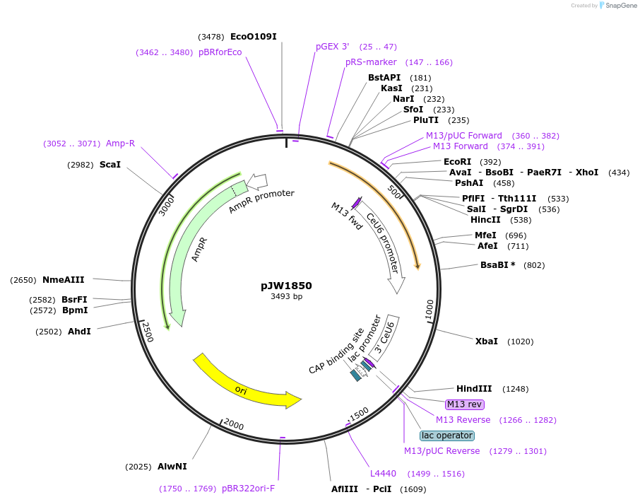 154328-plasmid-map-sequence-id-309427