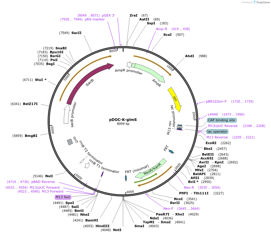 158058-plasmid-map-sequence-id-309430