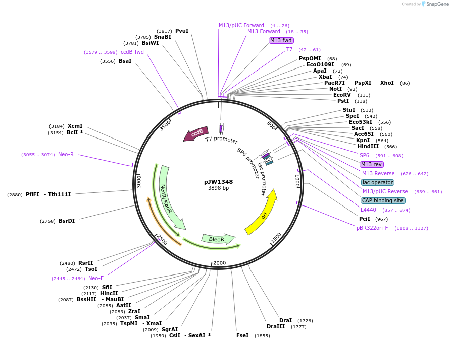 154311-plasmid-map-sequence-id-309431