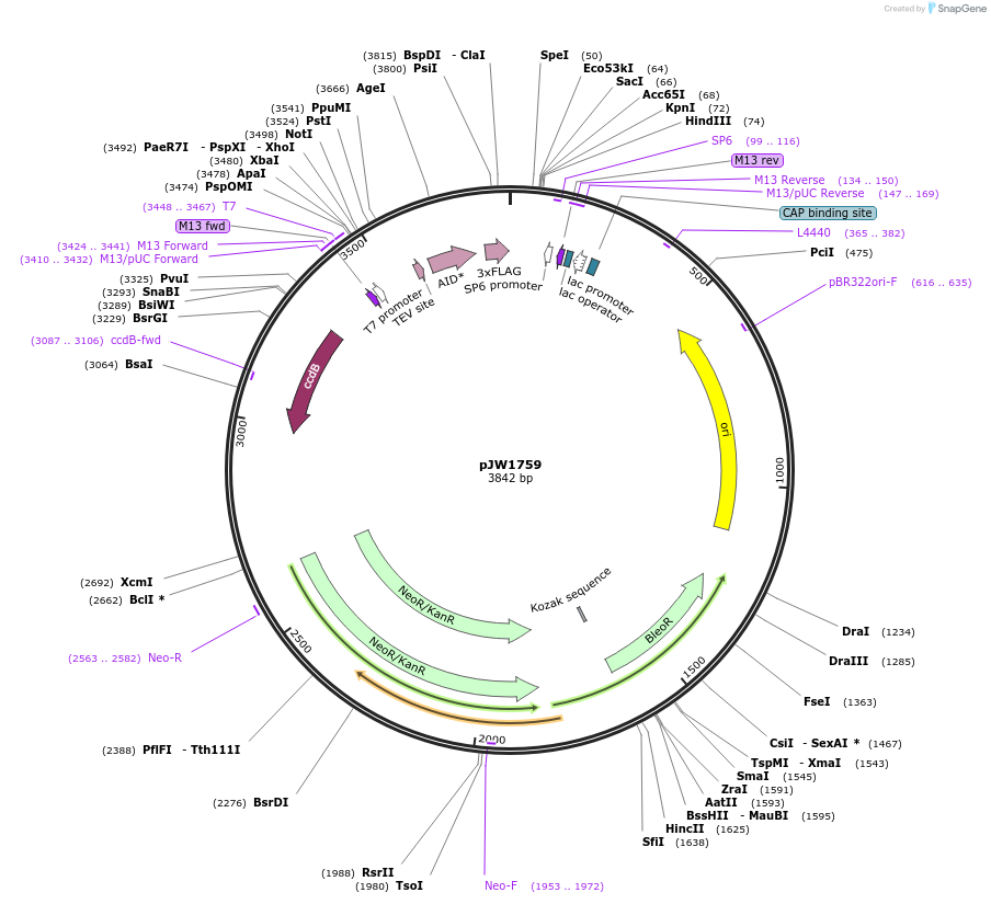 154315-plasmid-map-sequence-id-309434