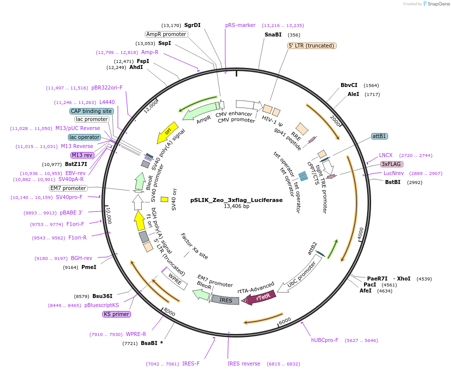 136533-plasmid-map-sequence-id-309436