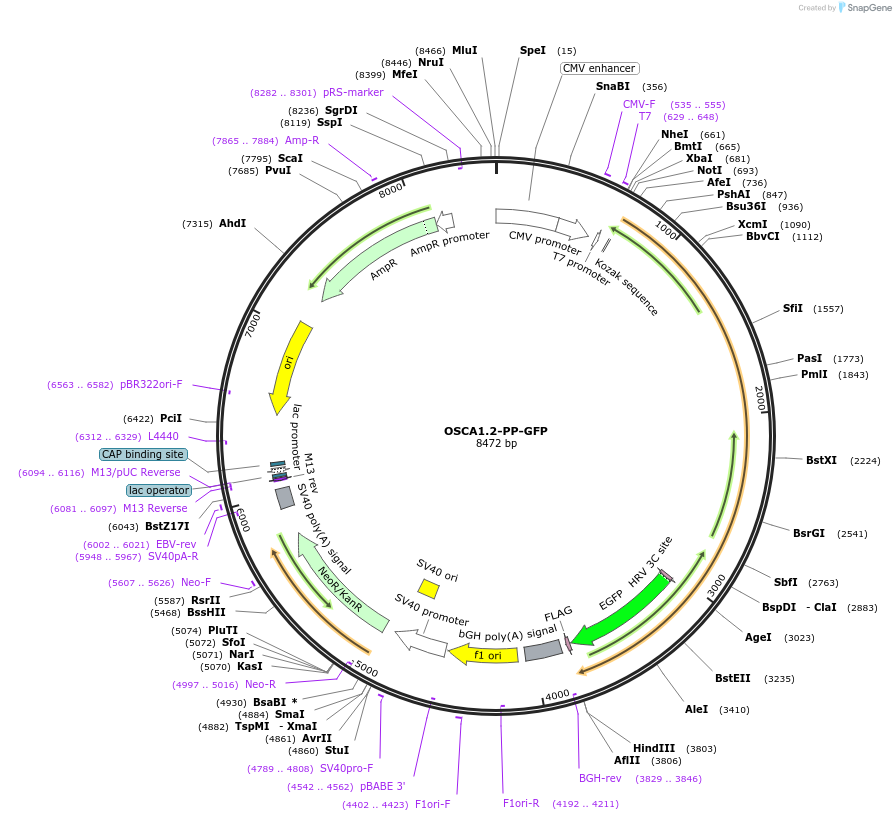 135390-plasmid-map-sequence-id-309437