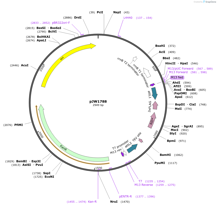 154317-plasmid-map-sequence-id-309438