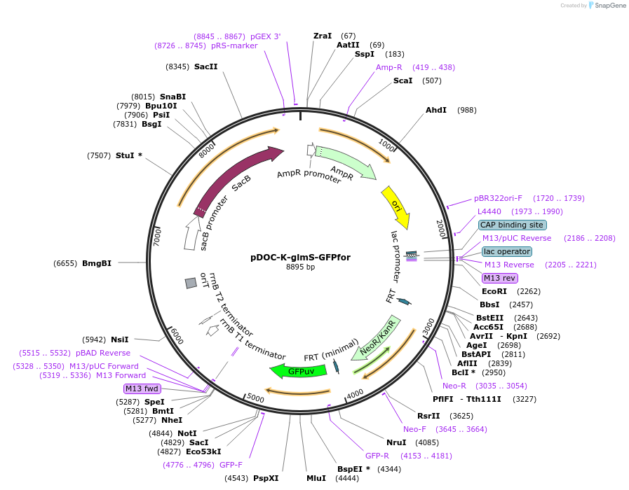 158059-plasmid-map-sequence-id-309439