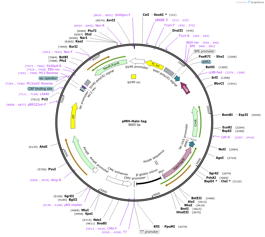154144-plasmid-map-sequence-id-309445